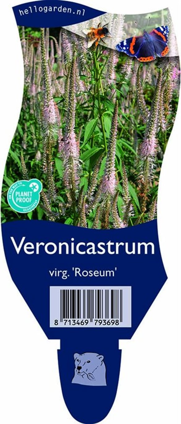 Veronicastrum virg. 'Roseum' - P11